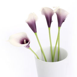 仿真花产品拍摄的艺术 如何捕捉永恒之美